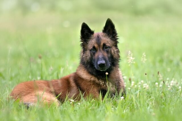 Tier Katzen Hunde 37