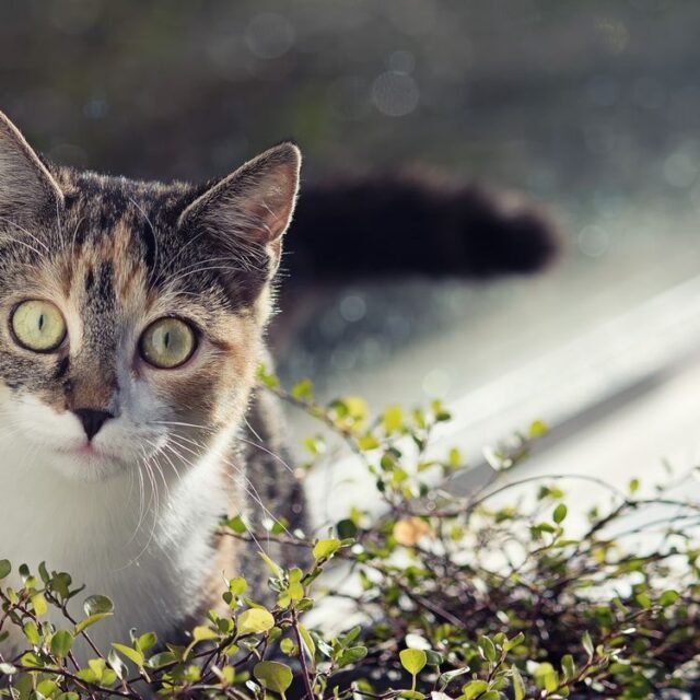 Tier Katzen Hunde 38