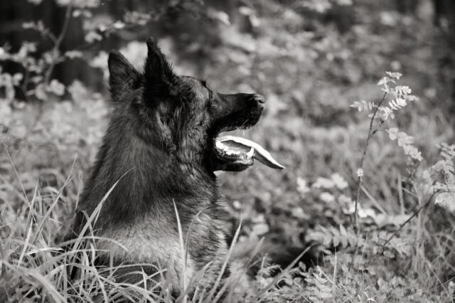 Tier Katzen Hunde 39