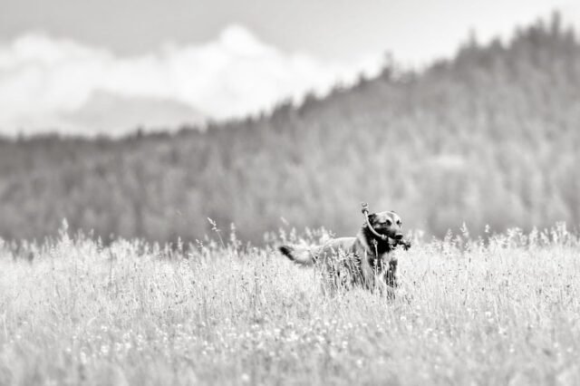 Tier Katzen Hunde 40