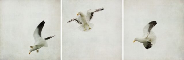 Tier Voegel 07
