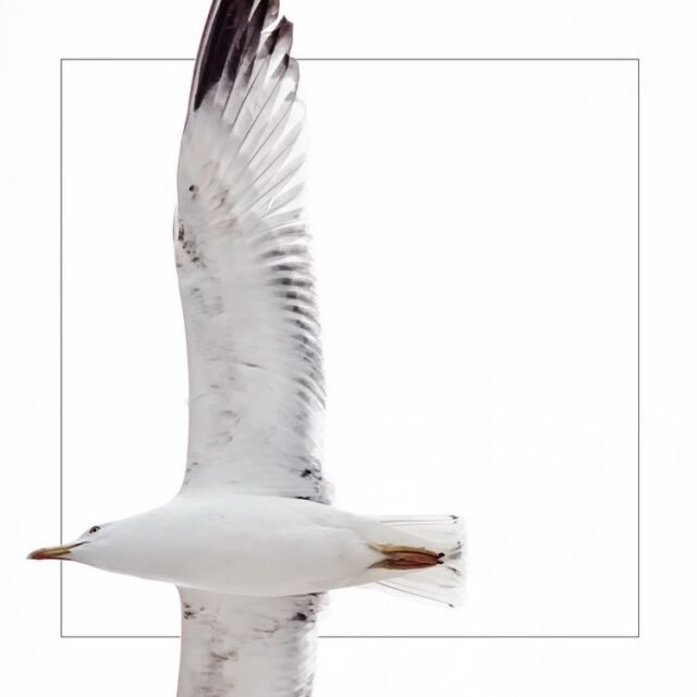Tier Voegel 26