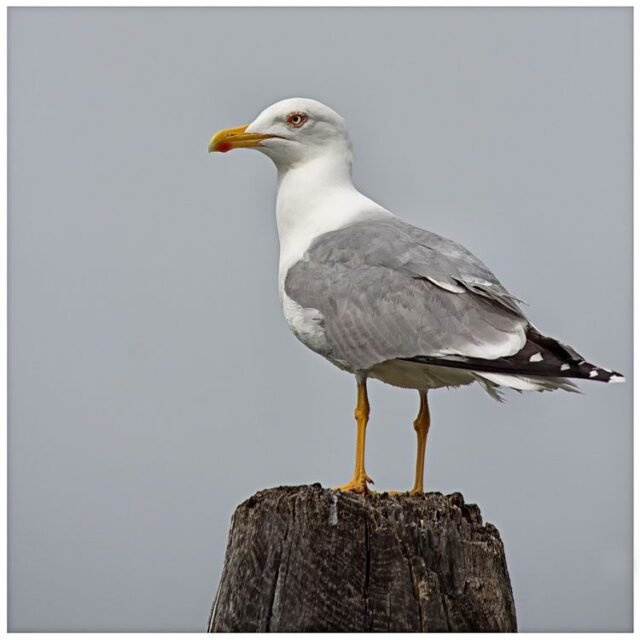 Tier Voegel 29