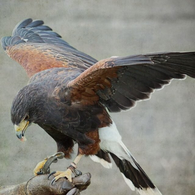 Tier Voegel 48