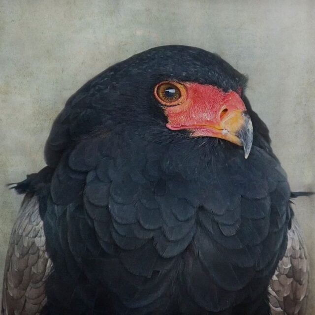 Tier Voegel 49
