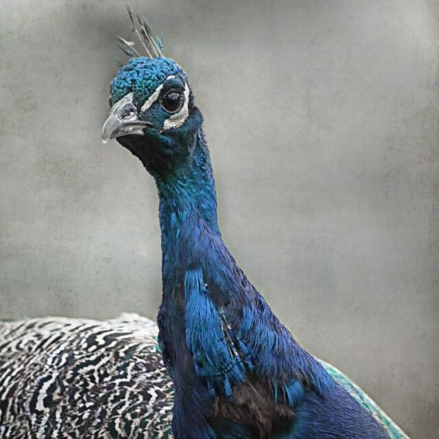 Tier Voegel 53