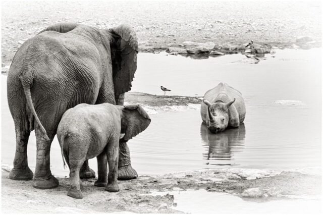 Tier Wildlife Namibia 01