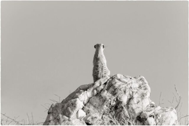 Tier Wildlife Namibia 02