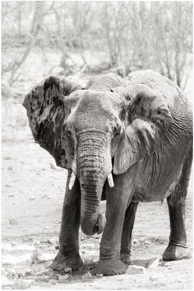 Tier Wildlife Namibia 03