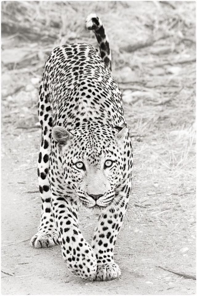 Tier Wildlife Namibia 04