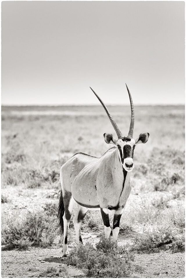 Tier Wildlife Namibia 05