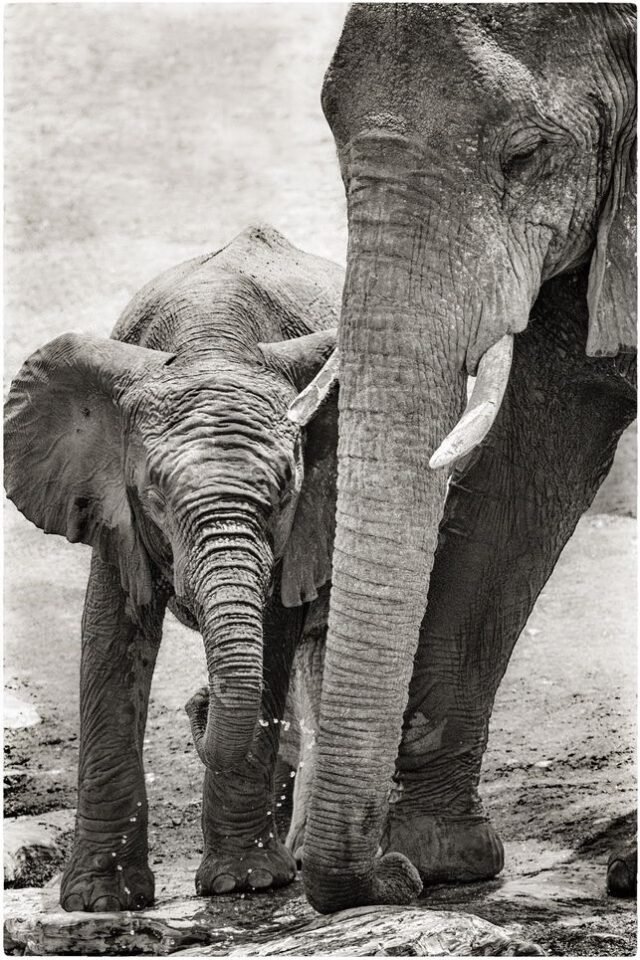 Tier Wildlife Namibia 06