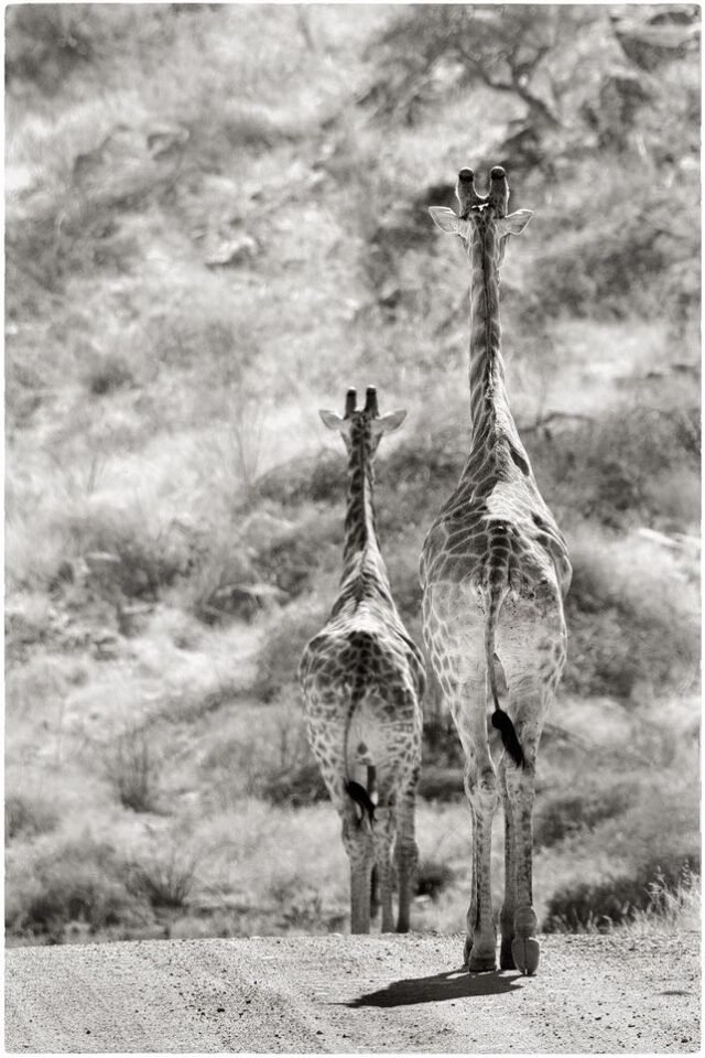 Tier Wildlife Namibia 07