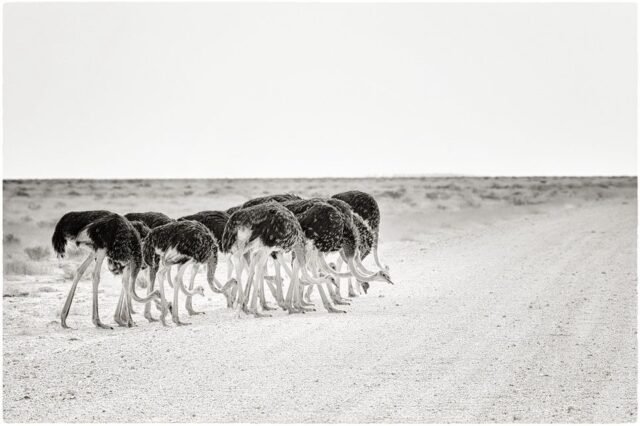 Tier Wildlife Namibia 08