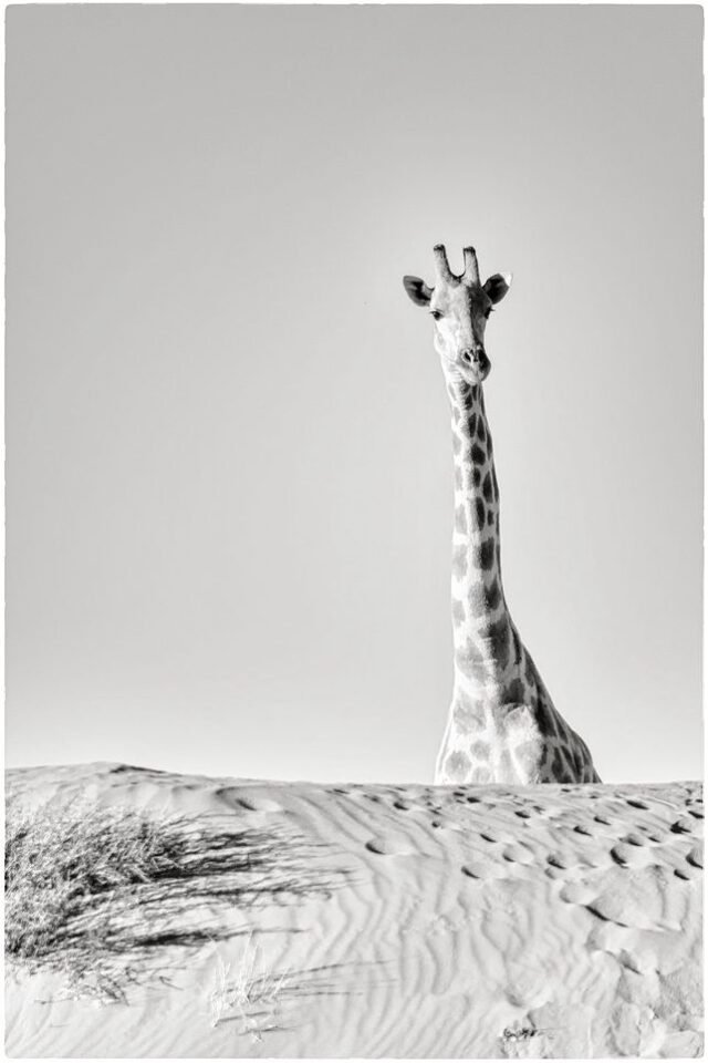 Tier Wildlife Namibia 09