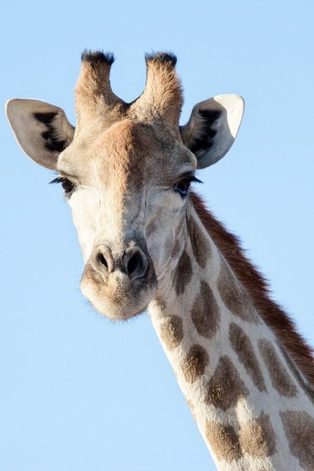 Tier Wildlife Namibia 10