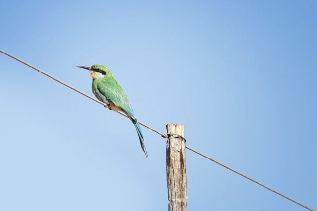 Tier Wildlife Namibia 11