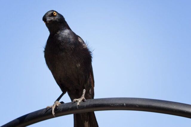 Tier Wildlife Namibia 12