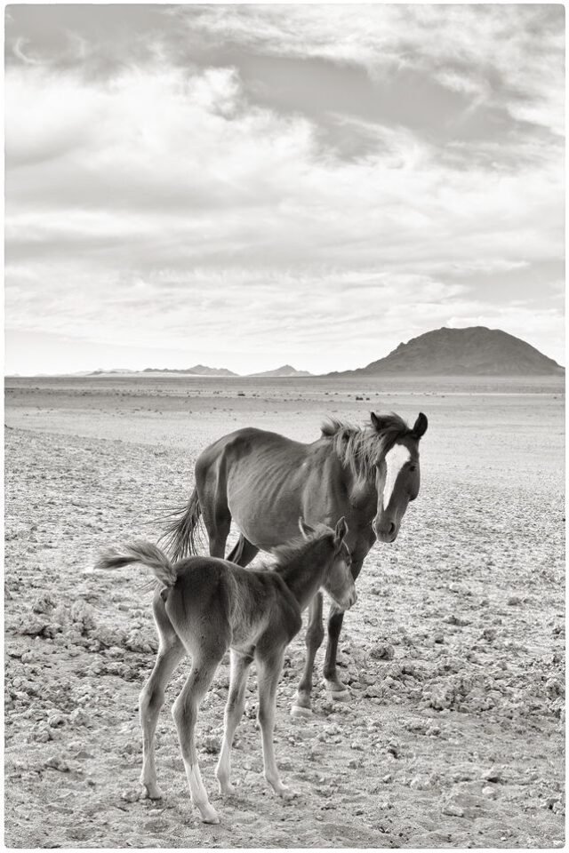 Tier Wildlife Namibia 13