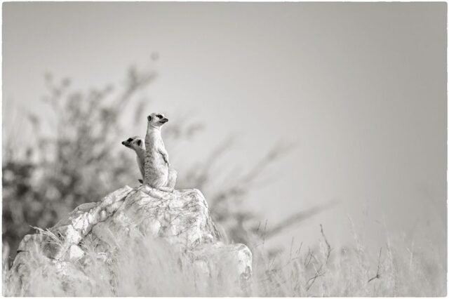 Tier Wildlife Namibia 14