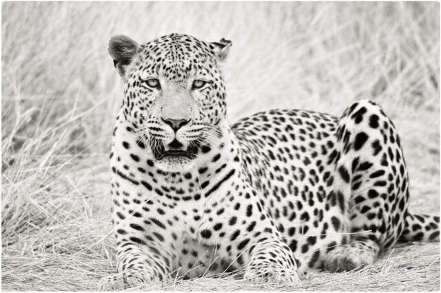 Tier Wildlife Namibia 15