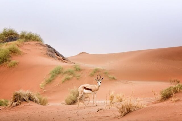 Tier Wildlife Namibia 16