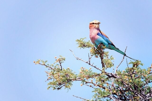 Tier Wildlife Namibia 17