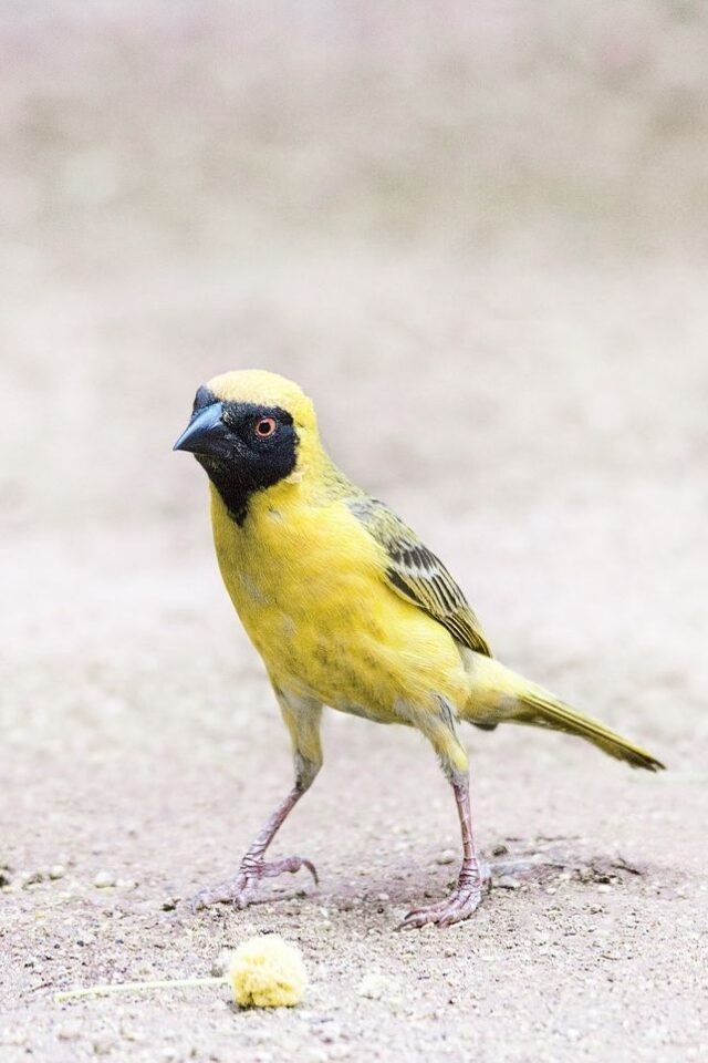 Tier Wildlife Namibia 18