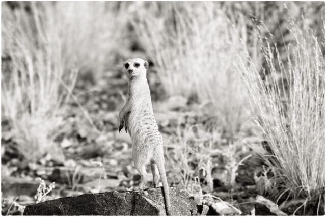 Tier Wildlife Namibia 19