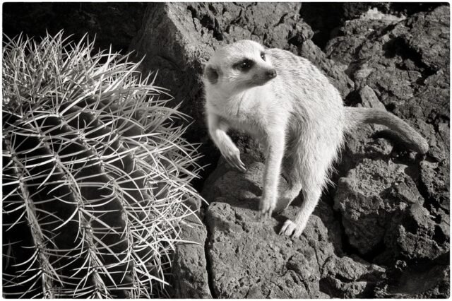 Tier Wildlife Namibia 20