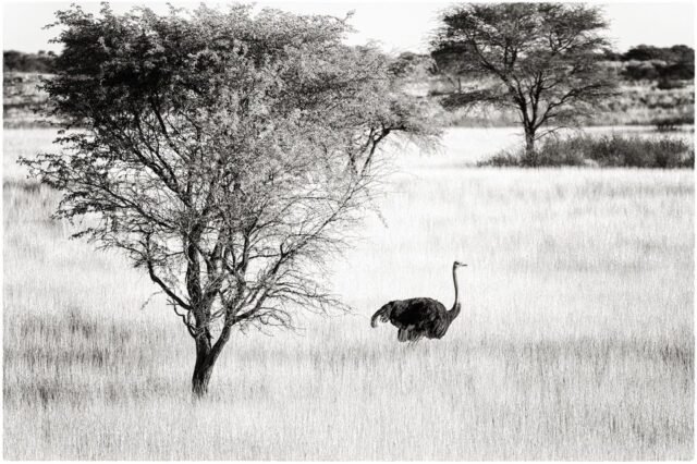 Tier Wildlife Namibia 21