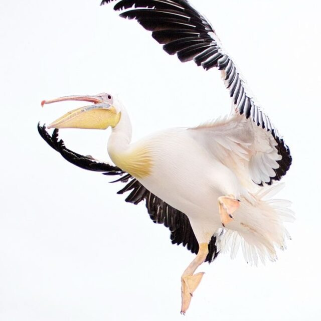 Tier Wildlife Namibia 22