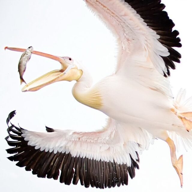 Tier Wildlife Namibia 24