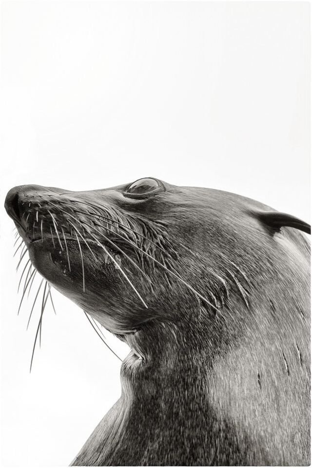 Tier Wildlife Namibia 26