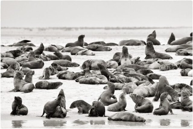 Tier Wildlife Namibia 28