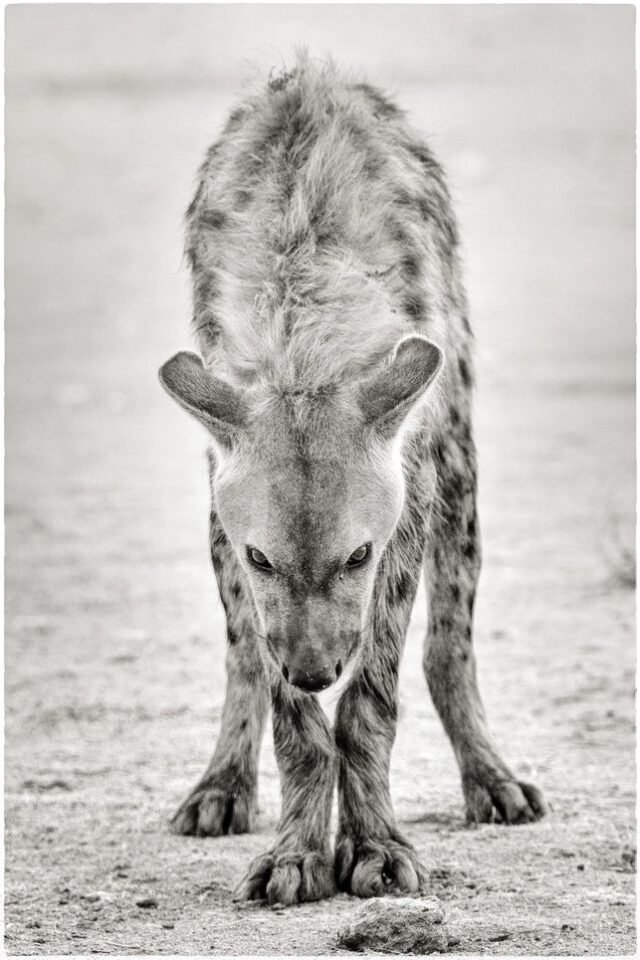 Tier Wildlife Namibia 29