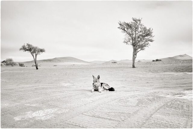 Tier Wildlife Namibia 30