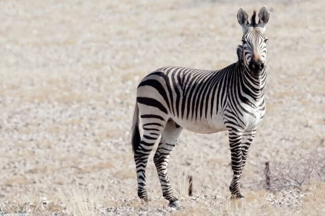 Tier Wildlife Namibia 31
