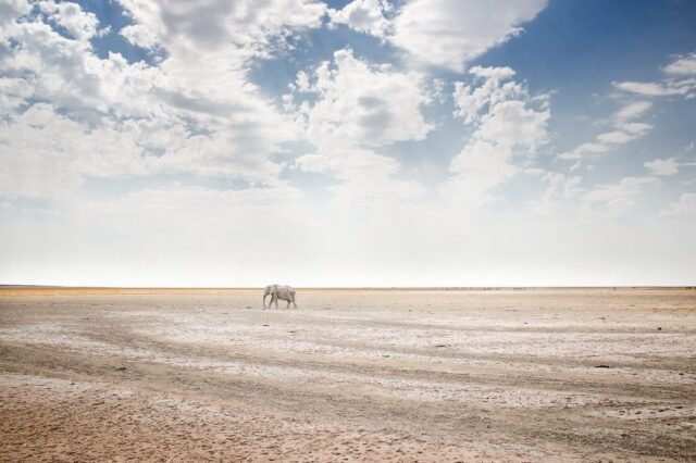 Tier Wildlife Namibia 32