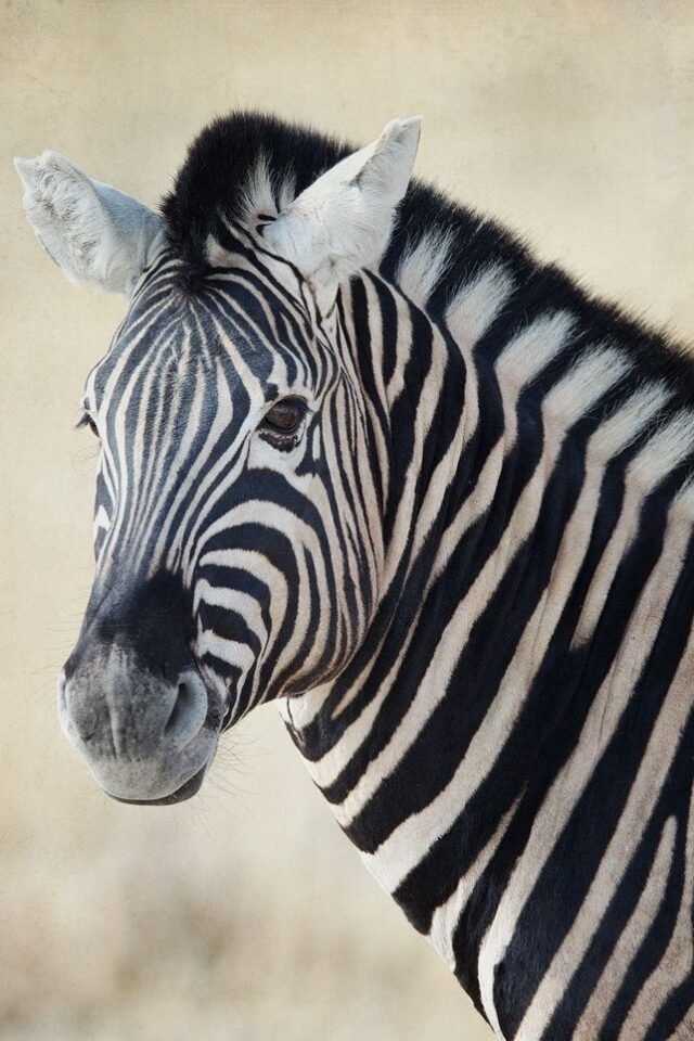 Tier Wildlife Namibia 33
