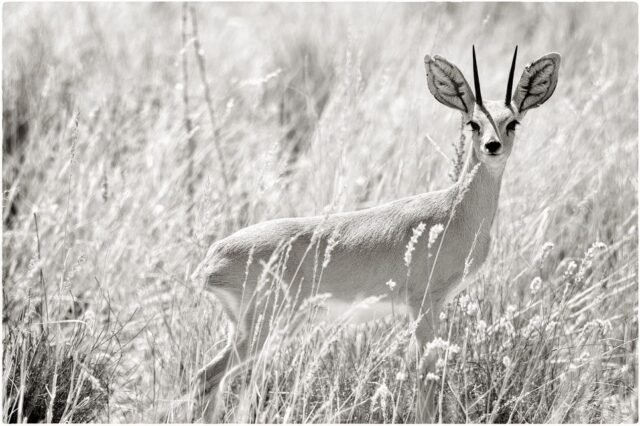 Tier Wildlife Namibia 34