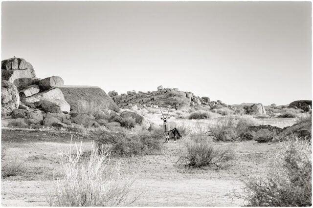 Tier Wildlife Namibia 35