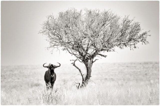 Tier Wildlife Namibia 36