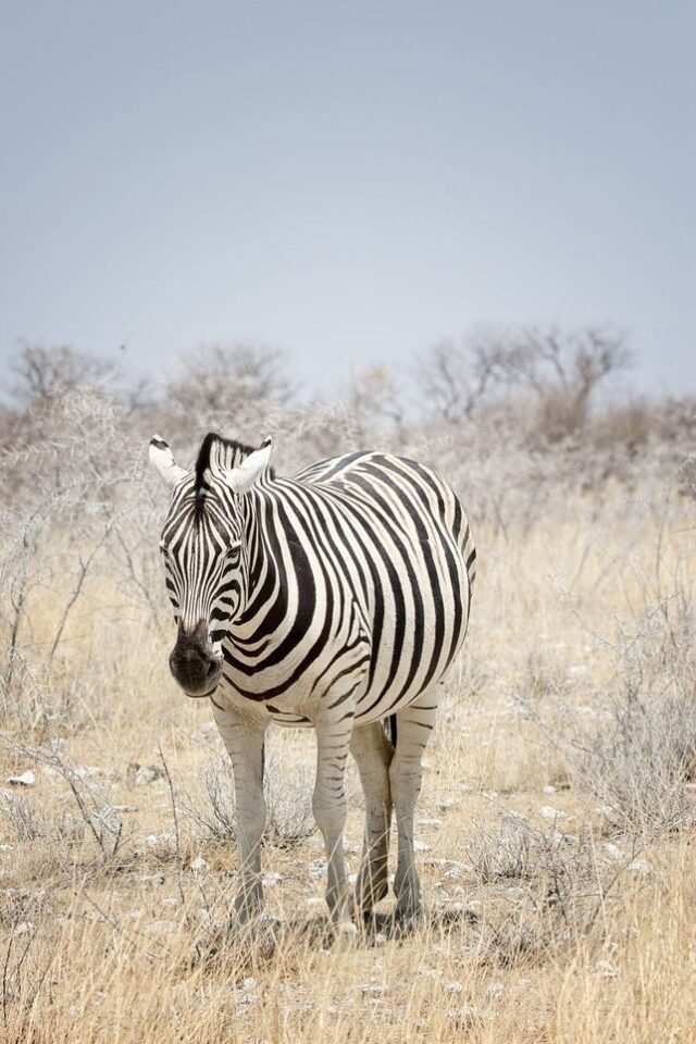 Tier Wildlife Namibia 37
