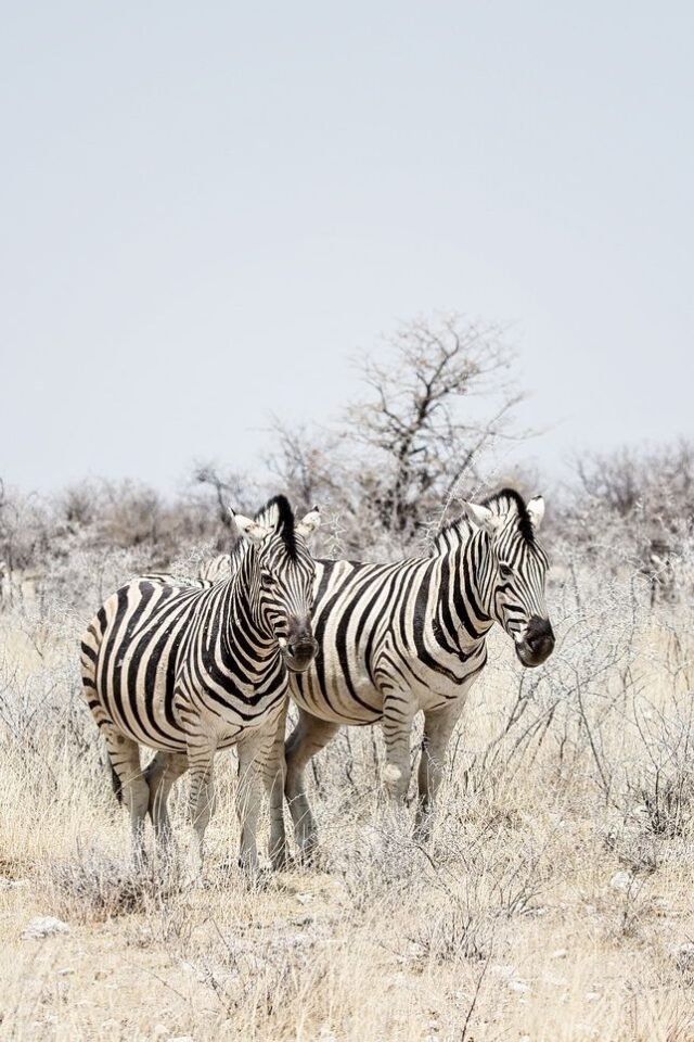 Tier Wildlife Namibia 38