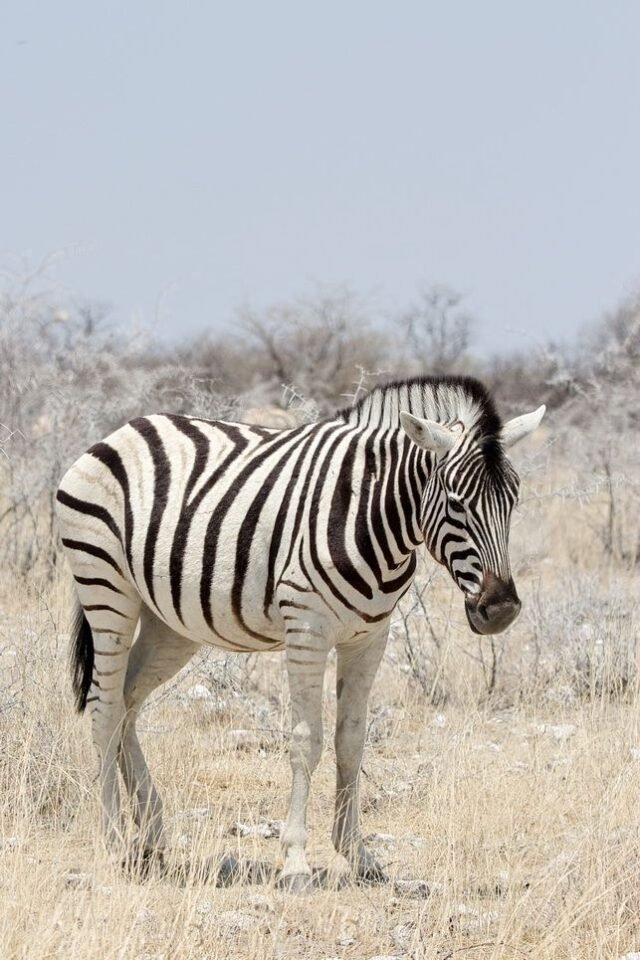 Tier Wildlife Namibia 39