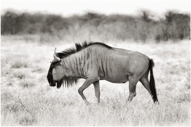 Tier Wildlife Namibia 40
