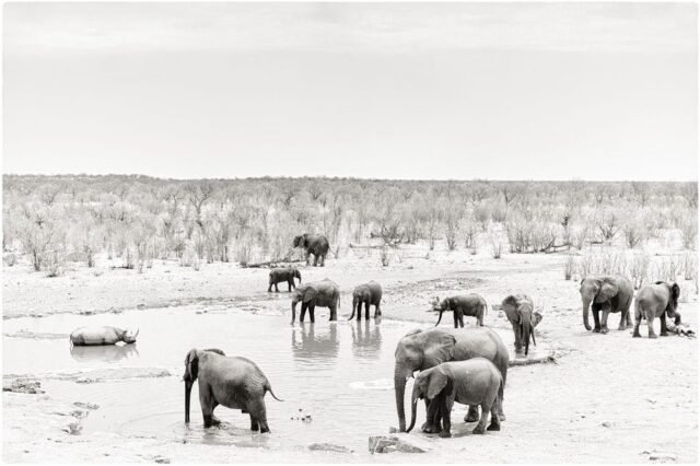 Tier Wildlife Namibia 41