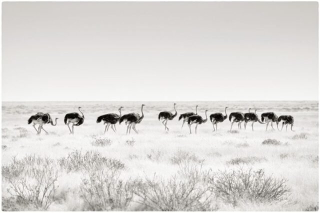 Tier Wildlife Namibia 42