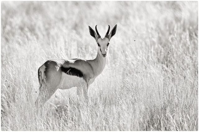 Tier Wildlife Namibia 43